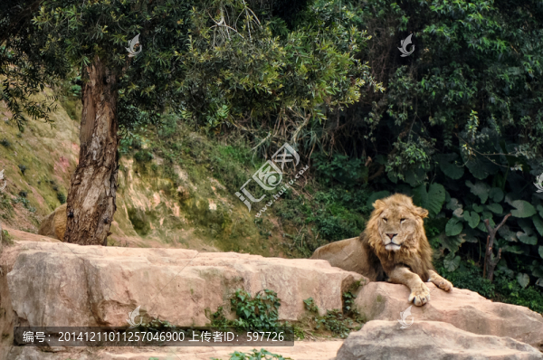 獅子王