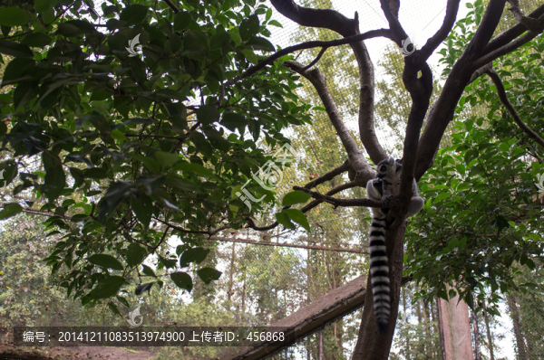 小浣熊
