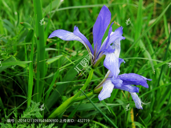 野生紫花鳶尾