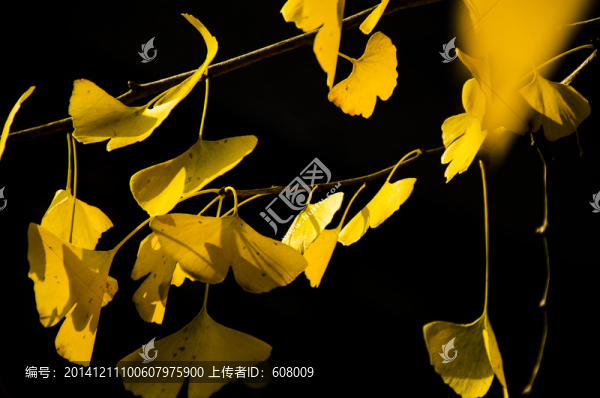 銀杏葉,樹葉