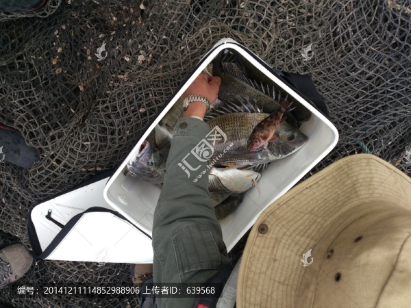 海釣大黑鯛