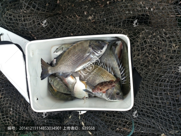 海釣黑鯛