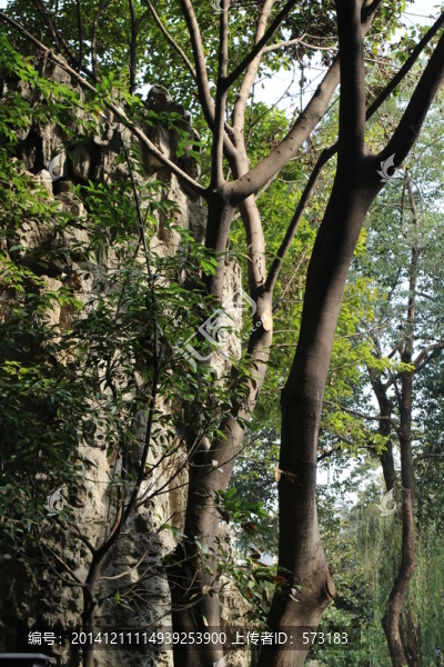 園林景觀