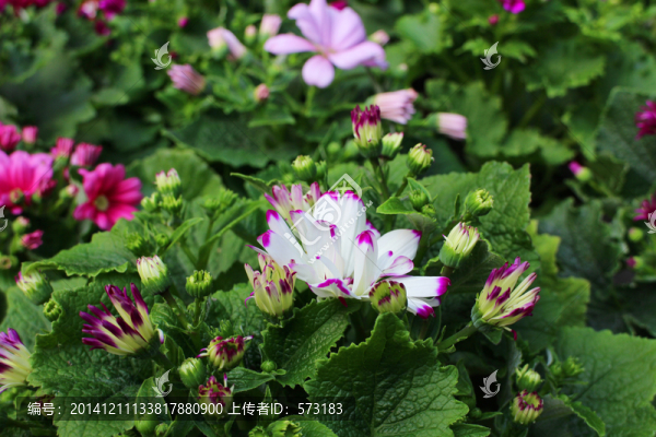 白花百花