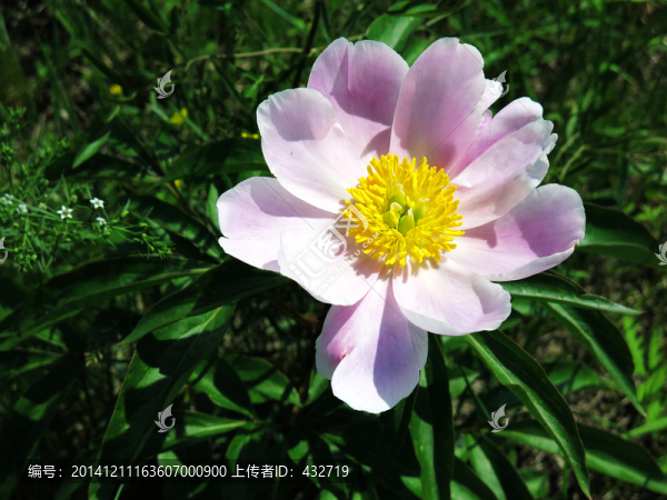 芍藥花,野生,藥材