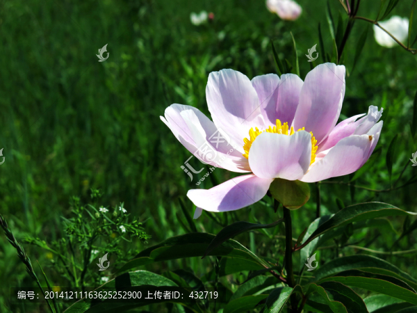 野生芍藥花