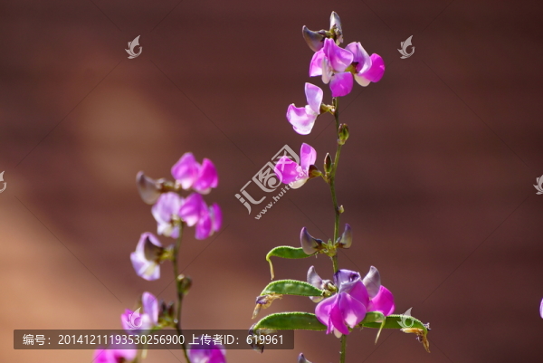 扁豆花