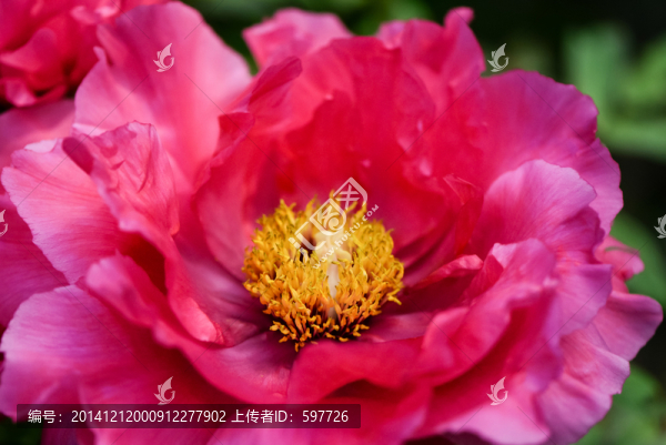 紅牡丹花