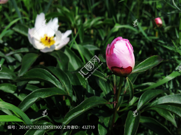 野生芍藥花,野生,藥材