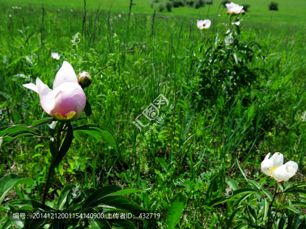 大興安嶺芍藥花,野生,藥材