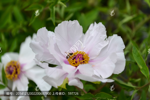 牡丹花蜜蜂