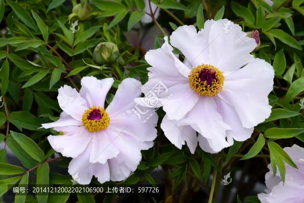 牡丹花