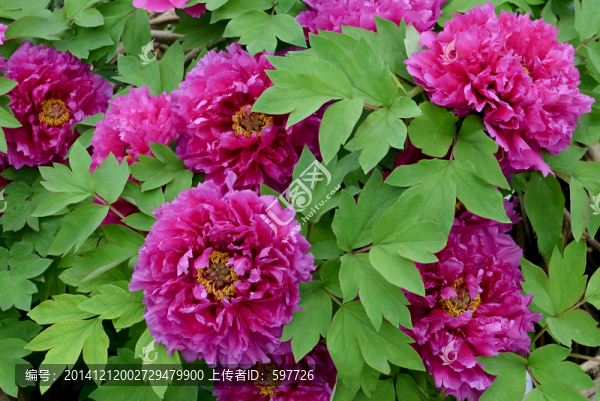 紅牡丹花