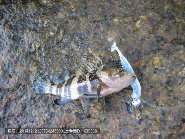 路亞釣石斑魚(yú)