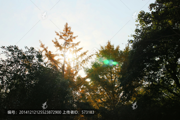 樹蔭的陽光