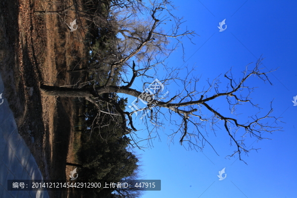 枯樹