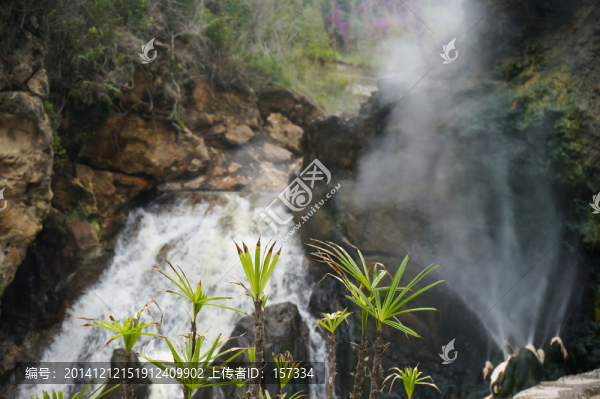高山上的植物
