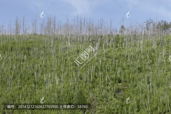 山火燒后的白樺林
