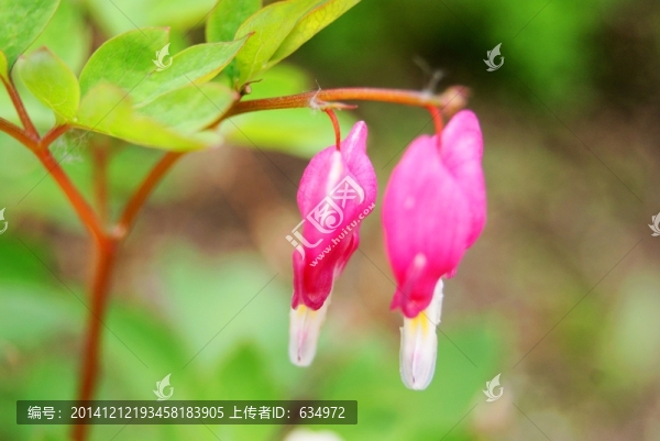 花卉,背景圖片,高清
