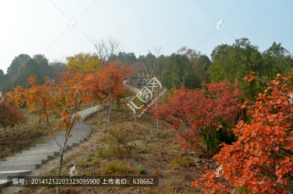 北京西山紅葉