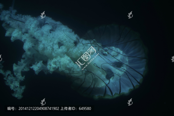 水母