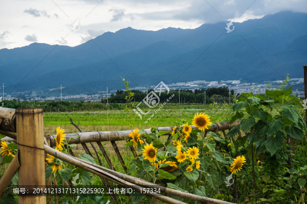 籬笆墻向陽(yáng)花