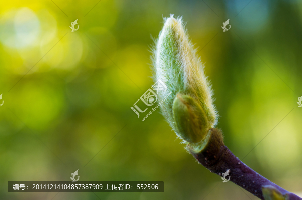 嫩芽