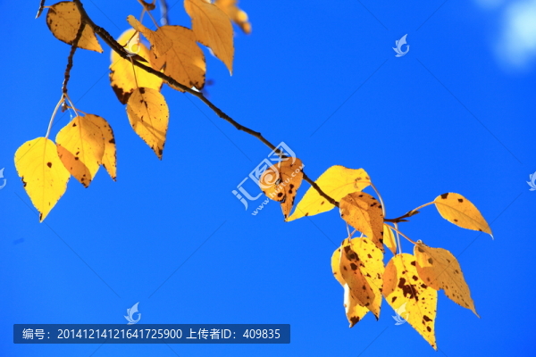 新都橋秋色