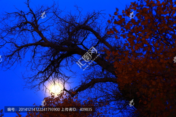 額濟納旗胡楊