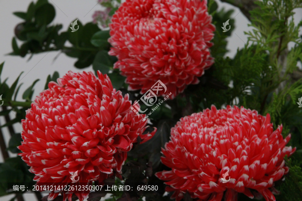 玫瑰紅菊花