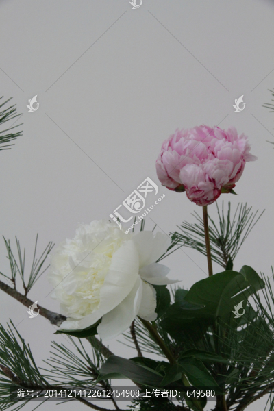 牡丹花