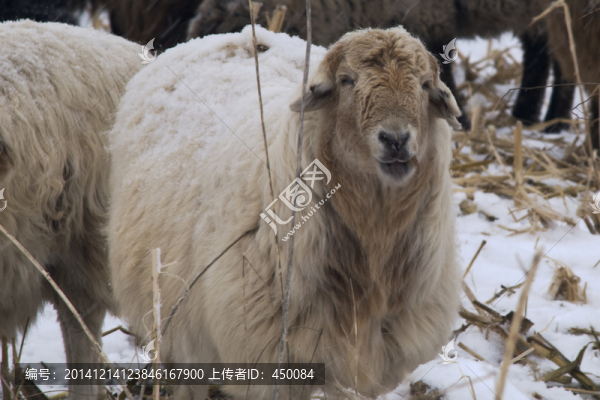 羊