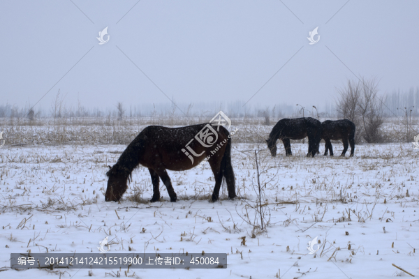 雪天牧馬