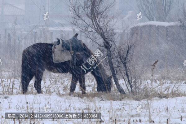 牧馬