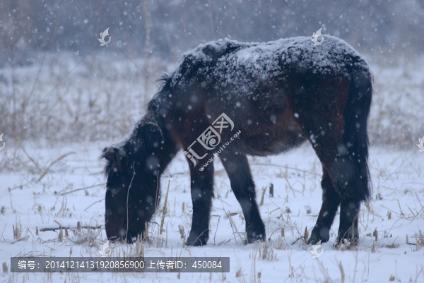 雪地牧馬