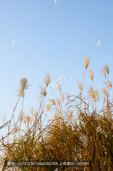 蘆葦花