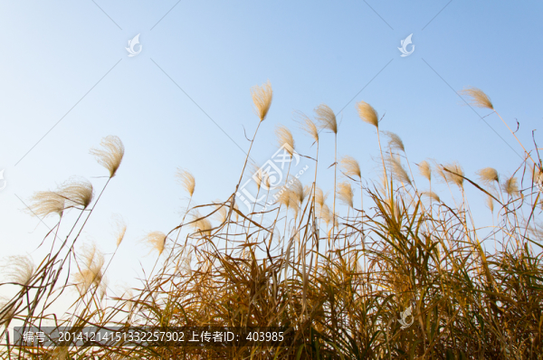 蘆葦花