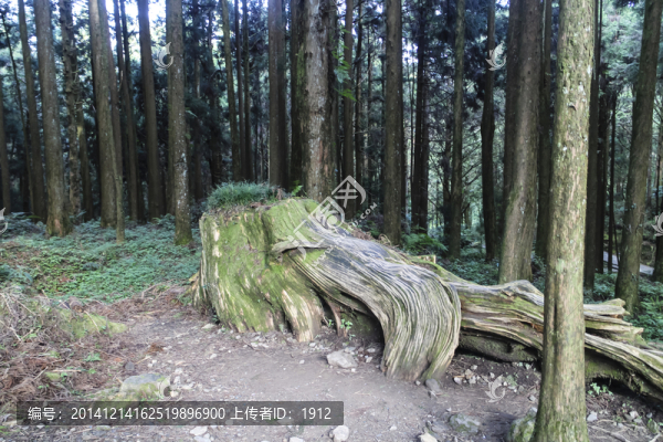 原始森林