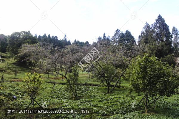 山林