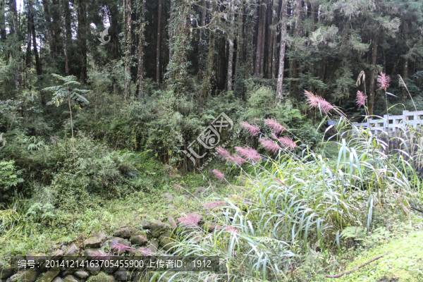 森林植被