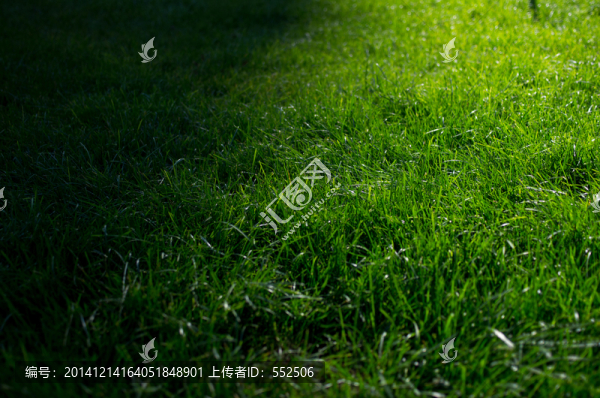 草地