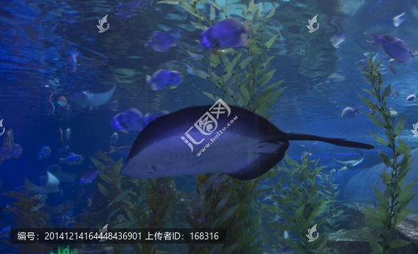 魟魚