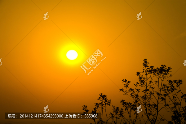 樹葉夕陽剪影