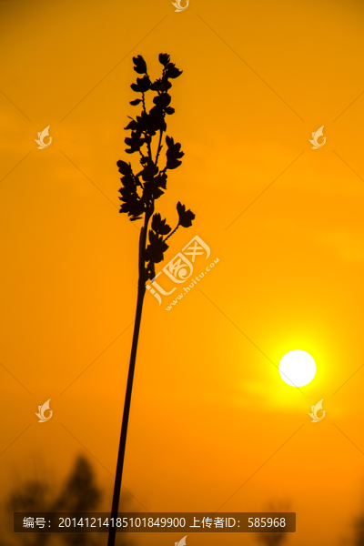 孤獨的小草夕陽剪影