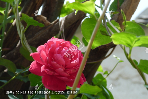 月季