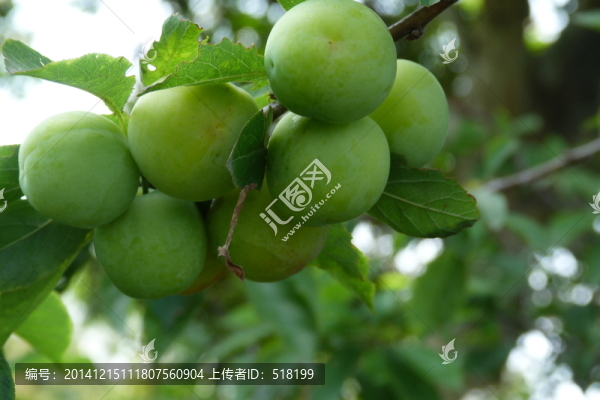 李子