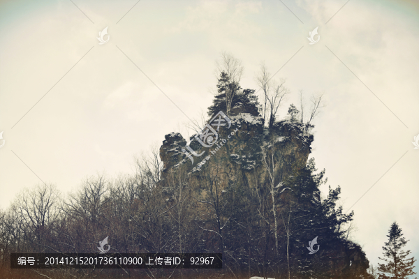 松嶺雪村雪松