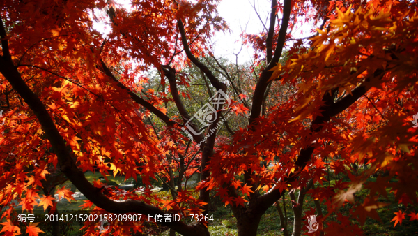 紅葉