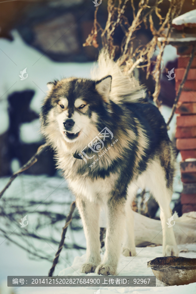 西伯利亞雪橇犬