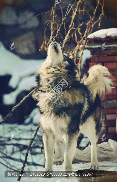 西伯利亞雪橇犬